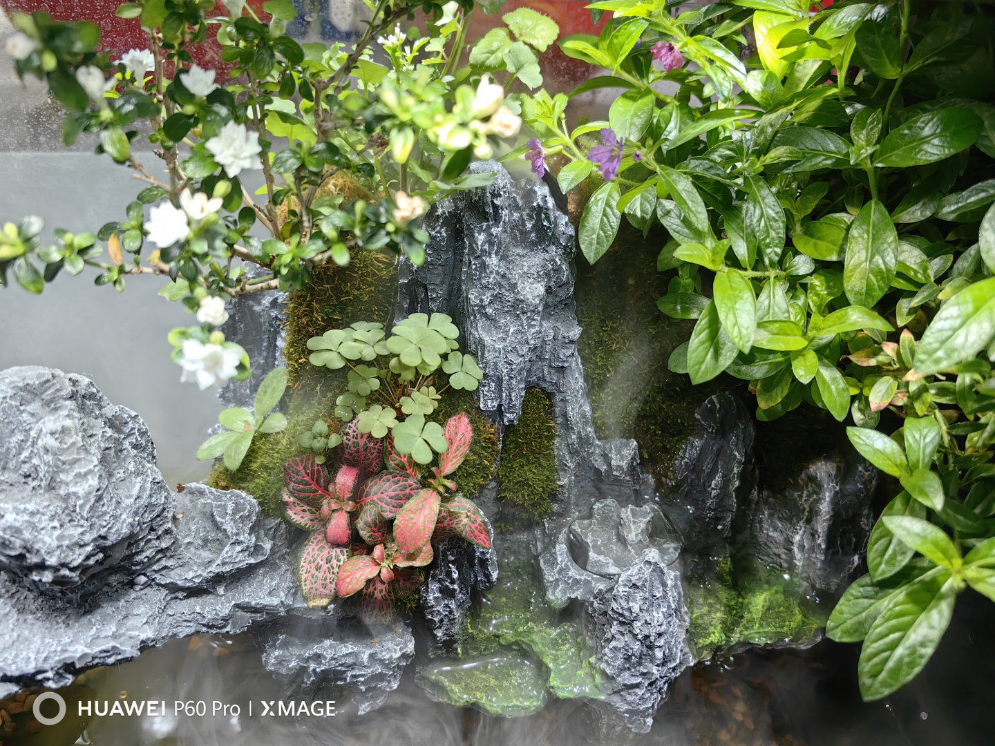 娃娃小树堂铁渃偶山态石头青石 娃娃小树堂铁渃偶山态石头青石